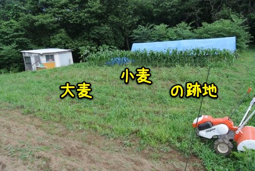 梅雨明けまだ?_c0063348_2263167.jpg