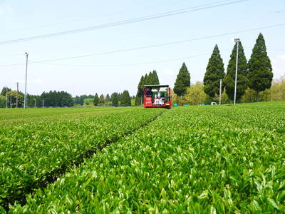 菊池水源茶 平成25年度新茶!好評発売中!!_a0254656_1620353.jpg