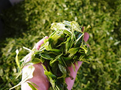 菊池水源茶 平成25年度新茶!好評発売中!!_a0254656_16263929.jpg