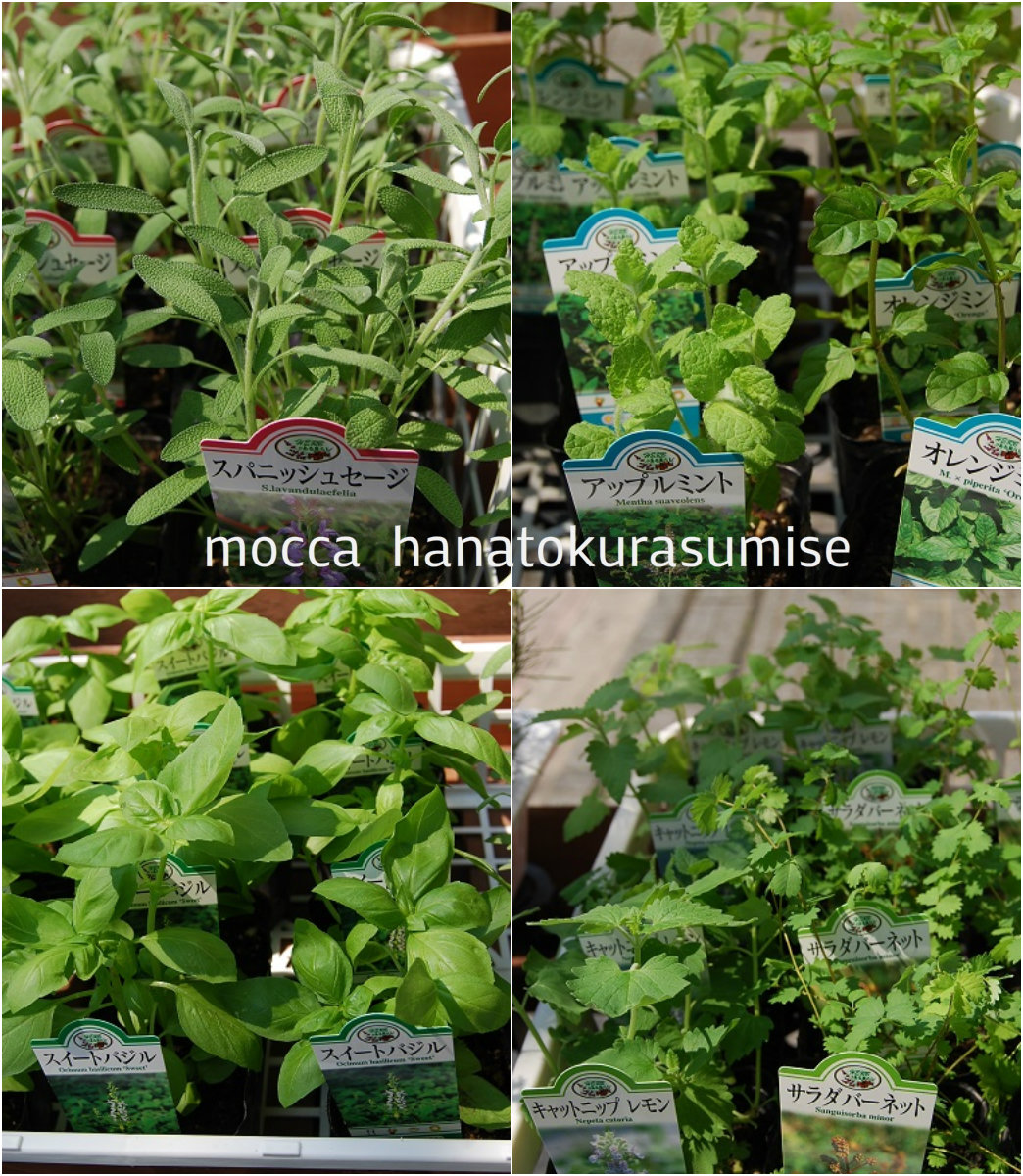 ハーブ入荷しました!_a0201358_1619446.jpg