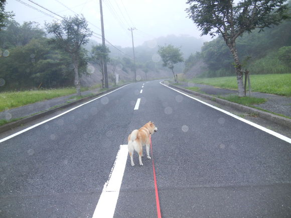 ’13,7,9(火)霧の中、早朝散歩!_f0060461_6134968.jpg
