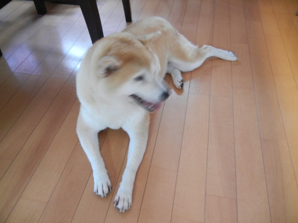 ’13,7,9(火)霧の中、早朝散歩!_f0060461_6254576.jpg