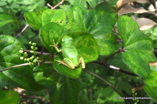 『日本雨蛙』ニホンアマガエル  Hyla japonica_f0238961_21262815.jpg