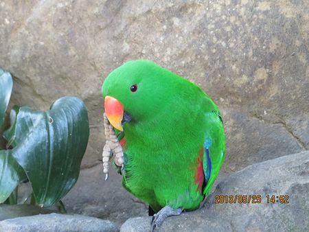 野生のセキセイインコに出会う旅23_f0196665_184250100.jpg