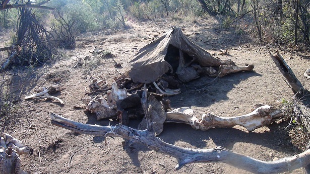 Madikwe(4) -七百四十六日目- ss_f0064573_18131224.jpg