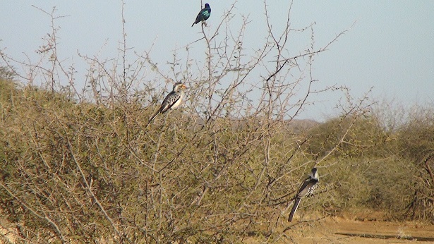 Madikwe(5) 七百四十七日目- ss_f0064573_182956100.jpg