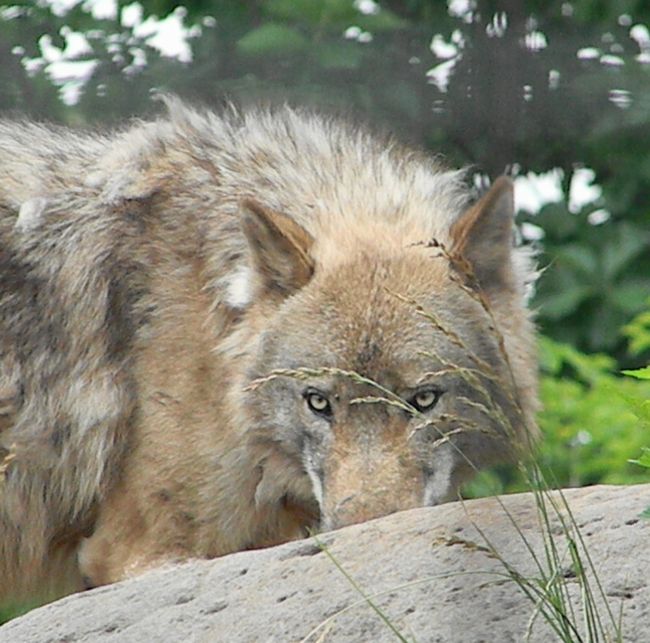 暑い日の旭山動物園の住獣たち_b0014576_21245269.jpg