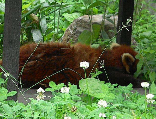 暑い日の旭山動物園の住獣たち_b0014576_21252558.jpg