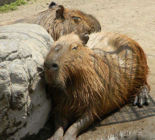 暑い日の旭山動物園の住獣たち_b0014576_214093.jpg