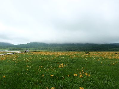 黄色の絨毯に間にあいました_a0096989_1856129.jpg