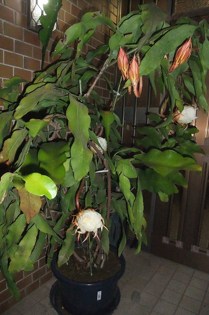 e0070891_21233767.jpg
