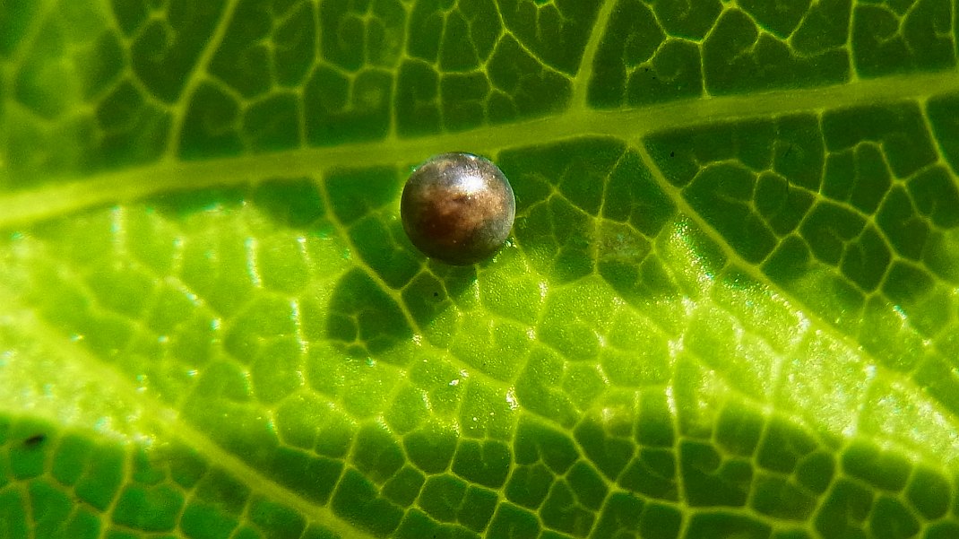 a0152692_17565297.jpg