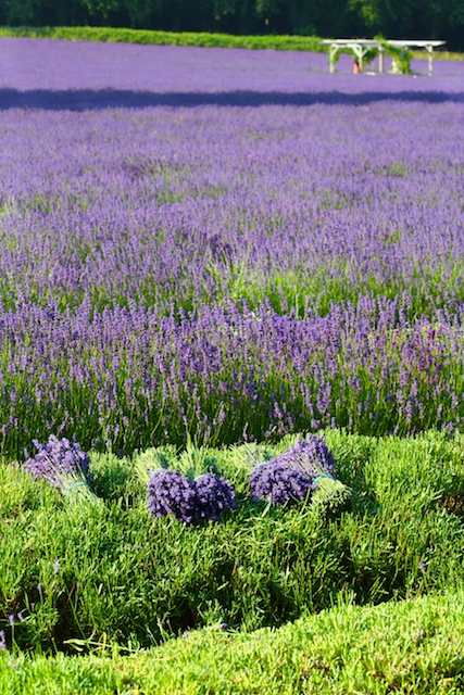 Mayfield Lavender Farm 2013_d0162693_52927.jpg