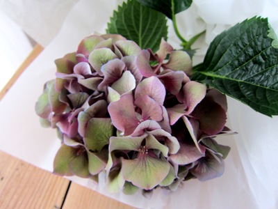 雲龍柳と 秋紫陽花_d0249193_20101886.jpg
