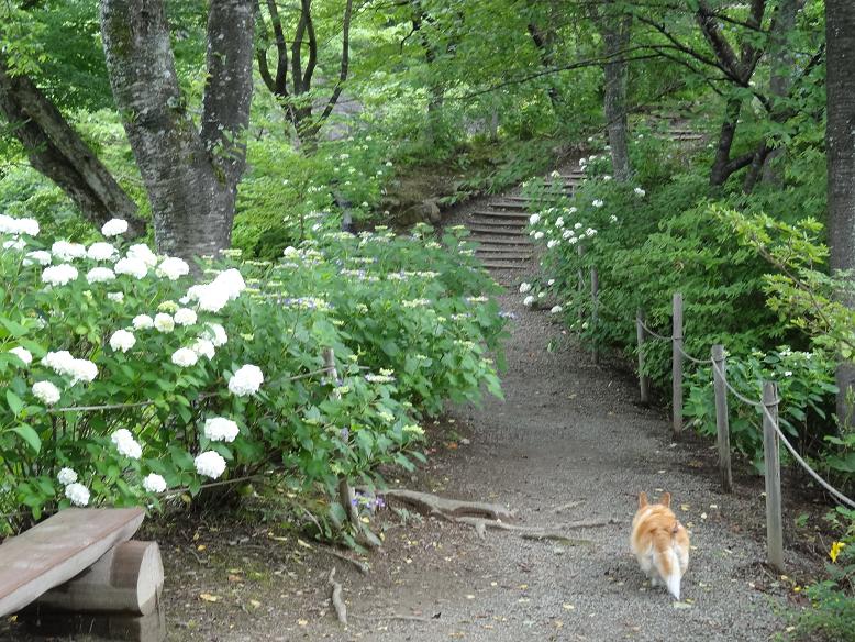 ボタニカルガーデンの紫陽花の道_f0075595_23533753.jpg