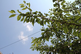 c0212298_1442682.jpg