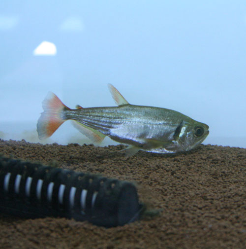 椎茸ってさぁ……_c0165800_211363.jpg