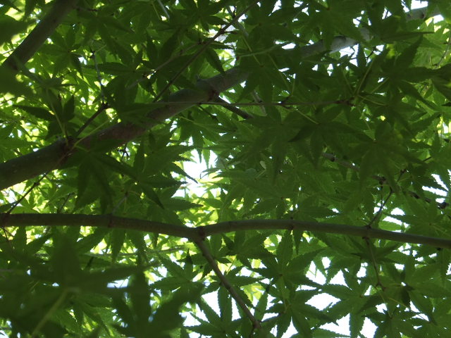 a0271502_12372775.jpg