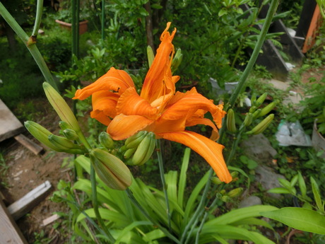 a0203003_1332779.jpg