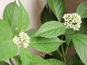 e0207503_8252350.jpg