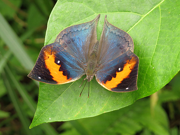 コノハチョウ イシガケチョウ 一寸の虫にも五分の魂