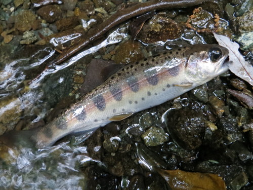 b0121015_13451214.jpg