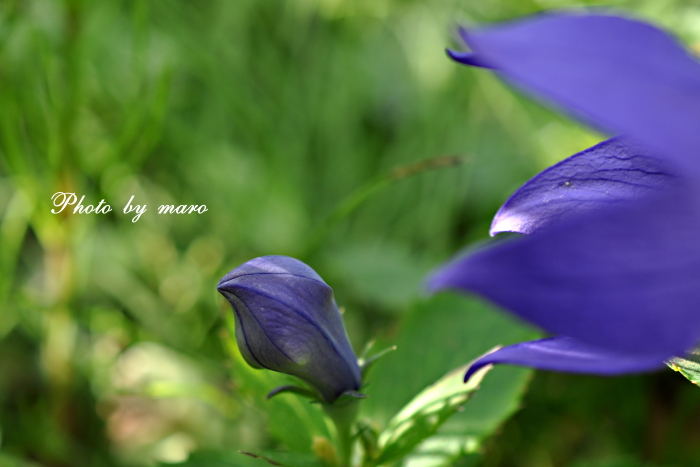 麻呂犬ガーデンの夏のお花たち と 移植した薔薇 あおい♪♪_e0160417_102905.jpg