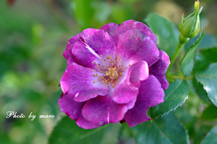 麻呂犬ガーデンの夏のお花たち と 移植した薔薇 あおい♪♪_e0160417_10355673.jpg