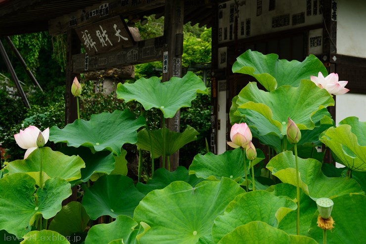 秩父札所12番 野坂寺 ～蓮～ 1_d0319222_1123948.jpg