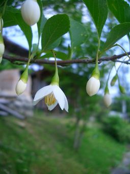 5月　葉物野菜と柏餅_e0127625_17503028.jpg