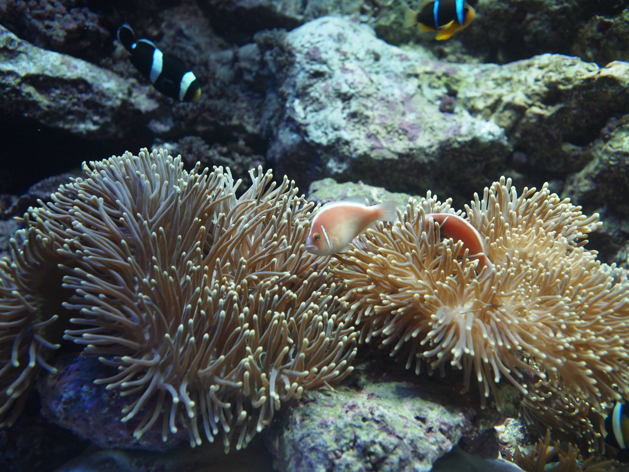 水族館に行ってきたにゃ！_e0246127_22101520.jpg