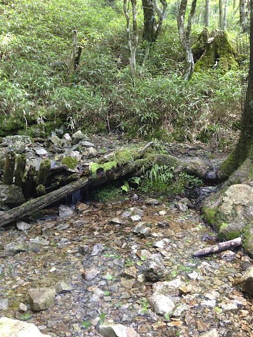 吉野熊野国立公園 東大台-1_a0224329_22163257.jpg