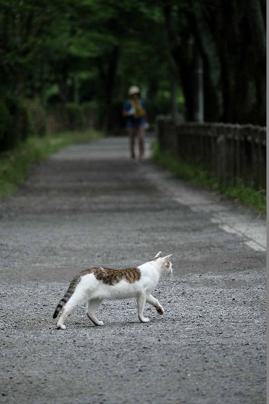 京都猫 by FUJIFILM X-M1+55~200mm_f0050534_15405346.jpg