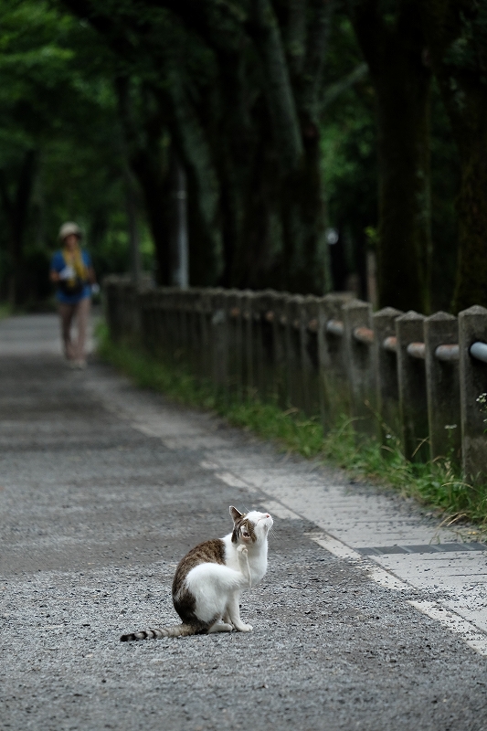 京都猫 by FUJIFILM X-M1+55~200mm_f0050534_1541610.jpg