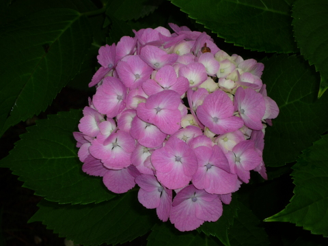 b0238249_2014406.jpg