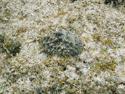 c0180460_1144897.jpg