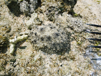 c0180460_1151244.jpg