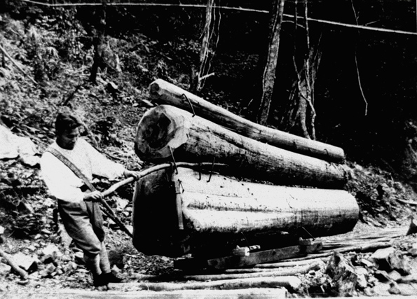 木馬（きんま）で引っ張ります 四国の山村と自然を撮る