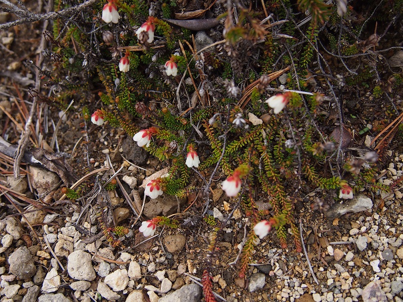 b0281366_12545522.jpg