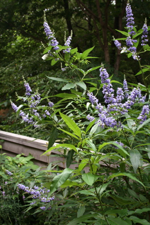 d0000274_13522542.jpg