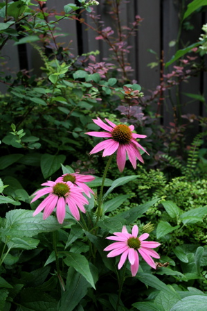 d0000274_13532690.jpg