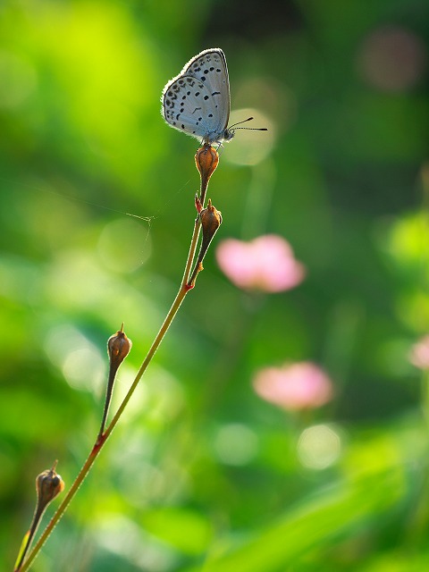 朝の公園にて_b0149692_7534131.jpg