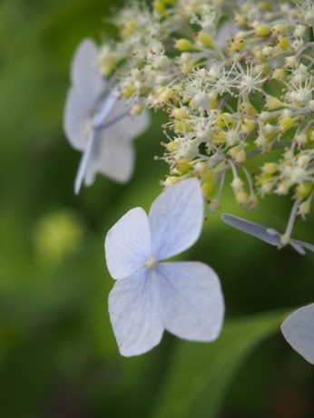 季節の花。_a0045293_17244632.jpg