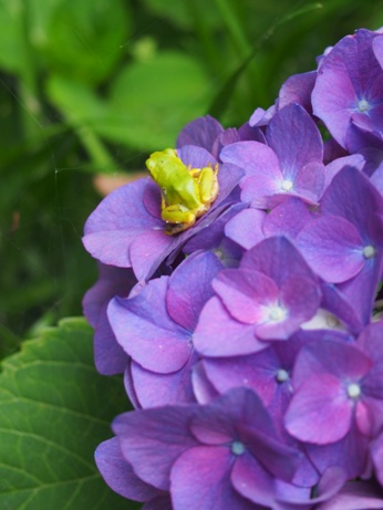 季節の花。_a0045293_1724544.jpg