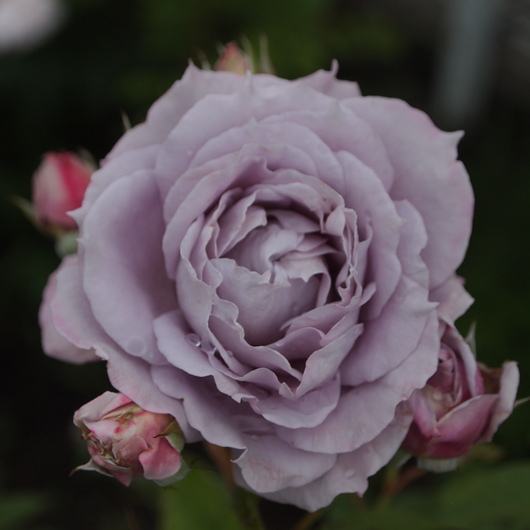 バラ苗開花ーノヴァーリス_a0292194_1544419.jpg