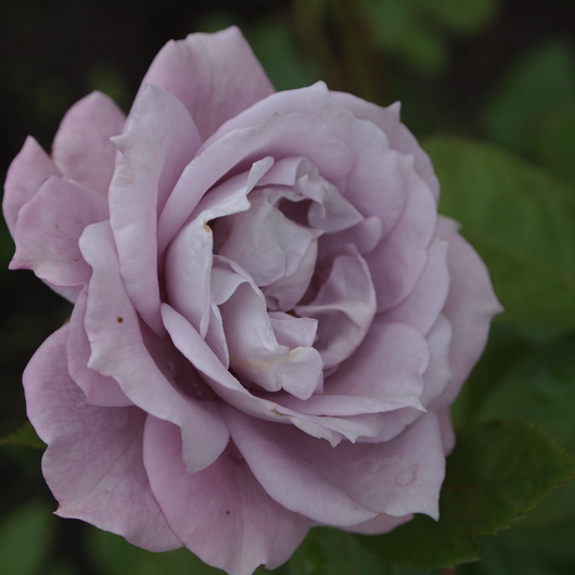 バラ苗開花ーノヴァーリス_a0292194_155110.jpg