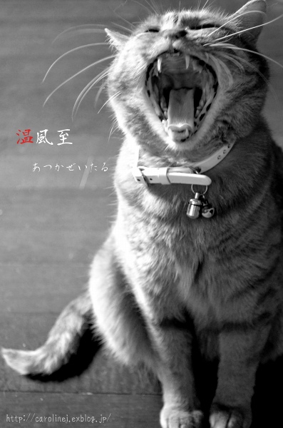 ふわぁ～～～_d0025294_23195596.jpg