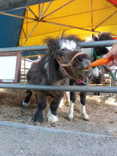 ふれあい動物園_e0158796_19204422.jpg