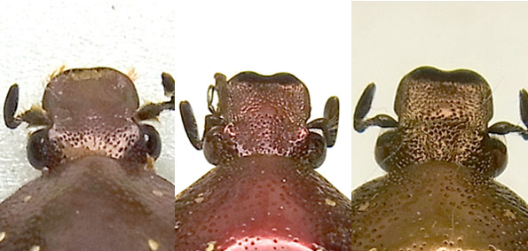 ムラサキツヤハナムグリ 宇治虫