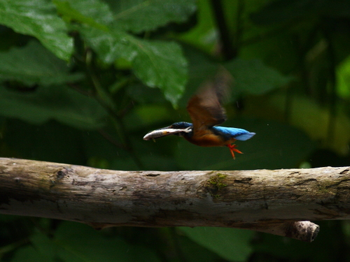 〔 kingfisher 〕_d0033398_21224753.jpg